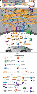 The Role of the ECM in Lung Cancer Dormancy and Outgrowth